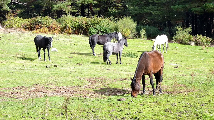 Ruta a caballo familiar junto al río Guadarrama en Navalcarnero