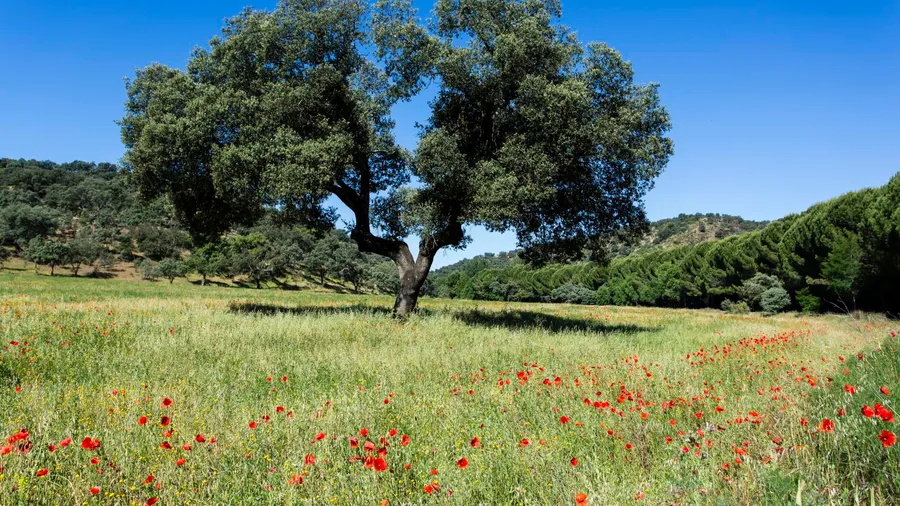 Parque Natural de la Sierra Norte de Sevilla