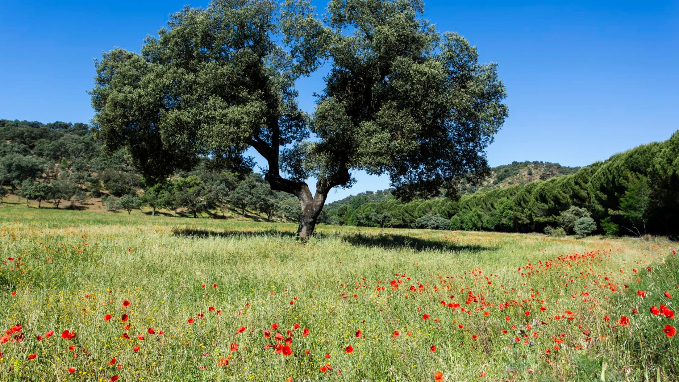 Imagen de Región: cmcjdcyec0039ik8pvqu23o6r