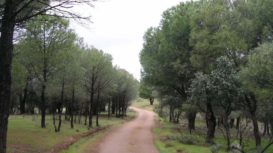 Forest track through pines in the Sierra Oeste of Madrid