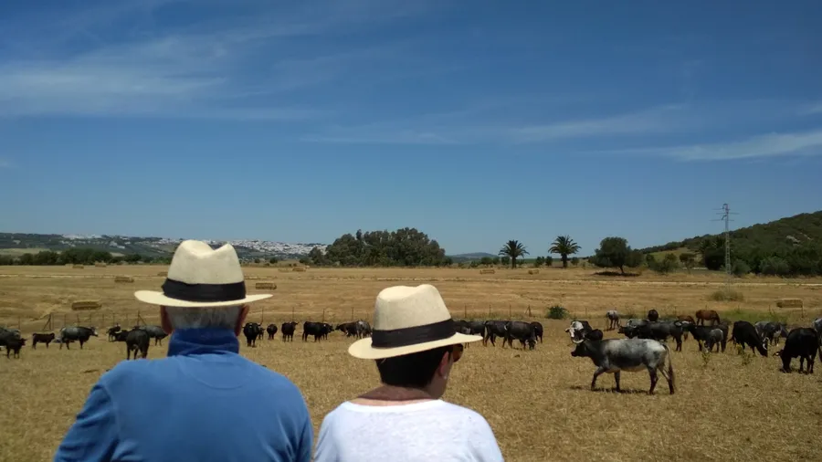 Toros bravos en la ganadería en Benalup-Casas Viejas