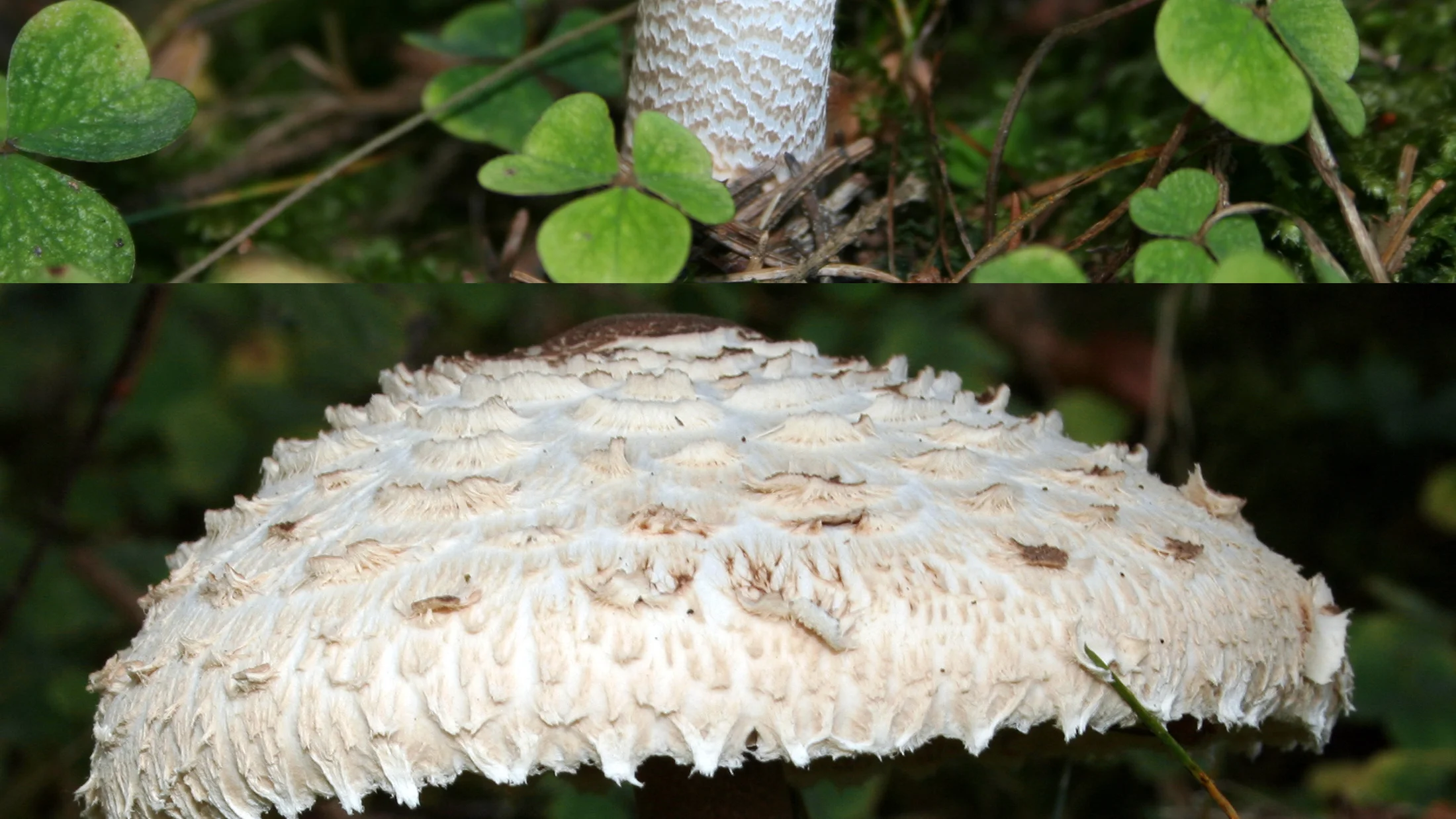 File:Parasol macrolepiota procera.jpg