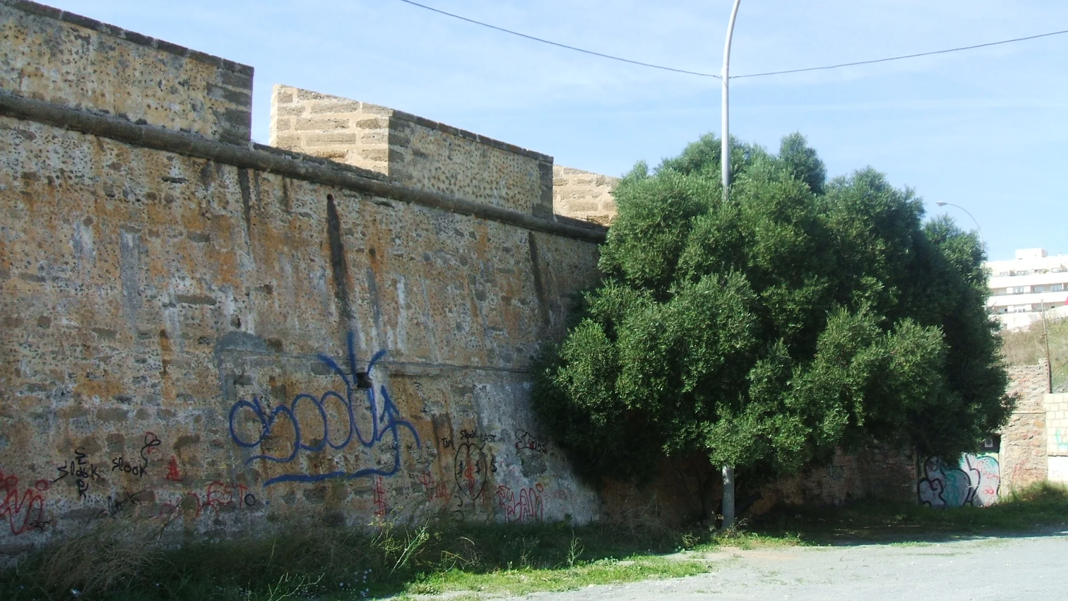 File:Cádiz acebuche silvestre.JPG