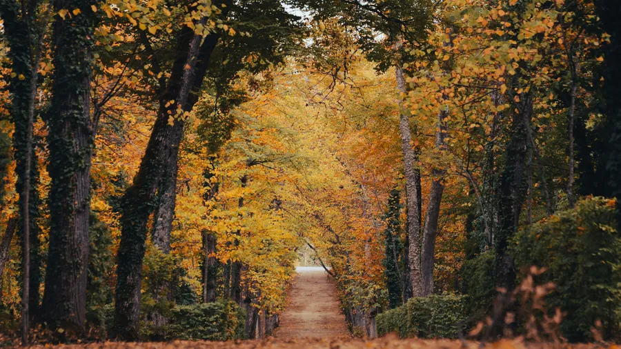 Imagen de Artículo de Blog: Escapadas de otoño en España: 10 destinos donde los colores explotan en noviembre