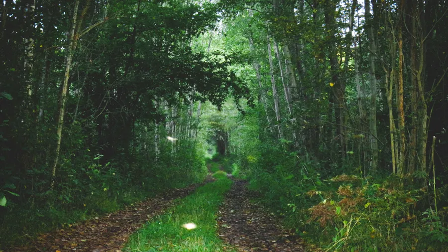 Imagen de Artículo de Blog: Faedo de Ciñera: León's enchanted beech forest that feels like a fairytale