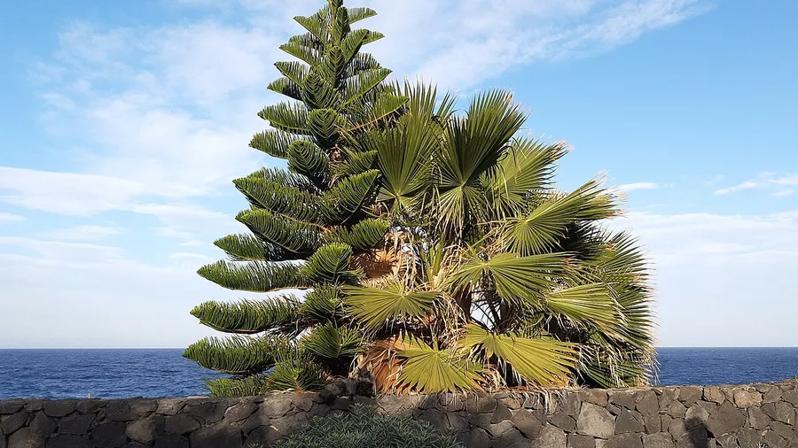 Charco Azul La Palma