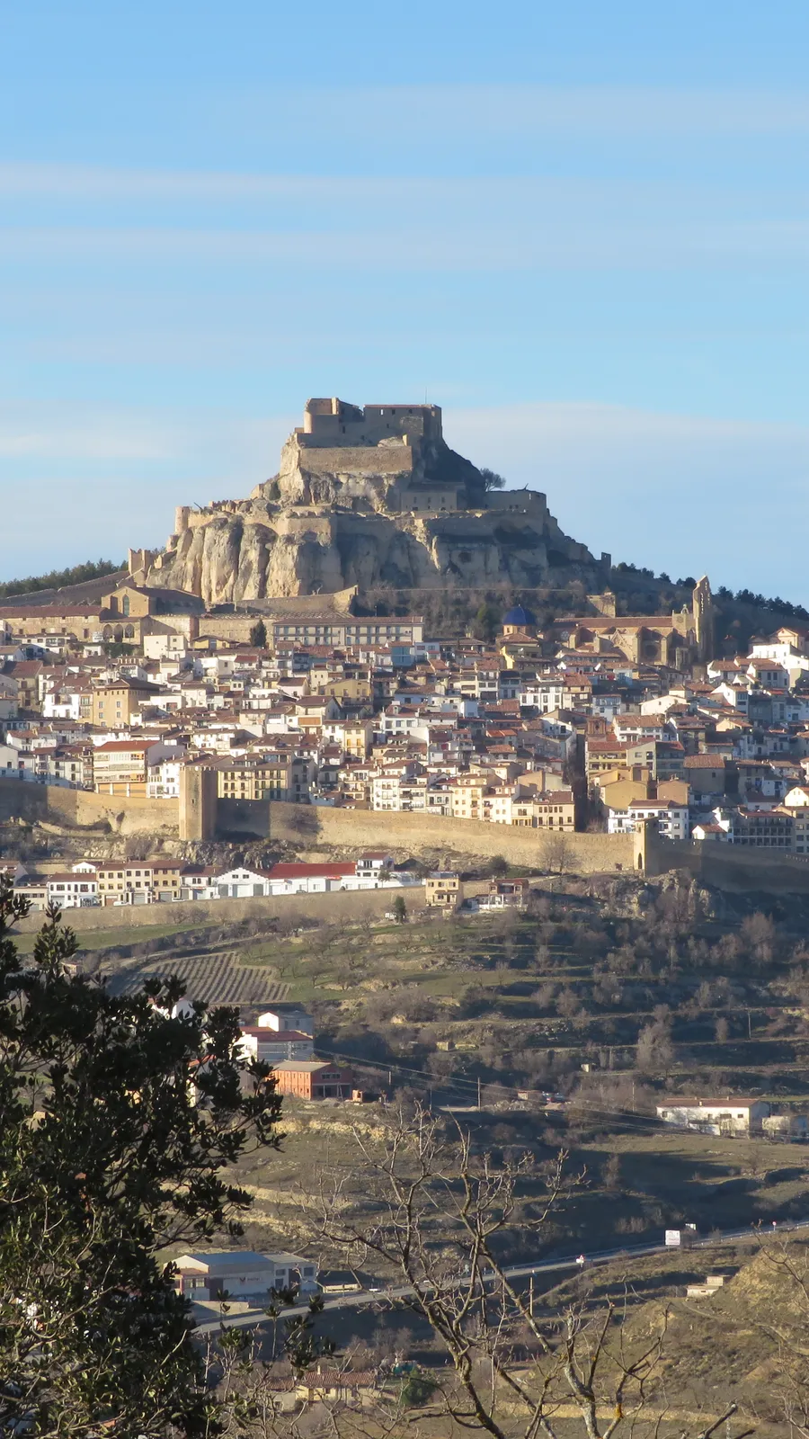 Morella