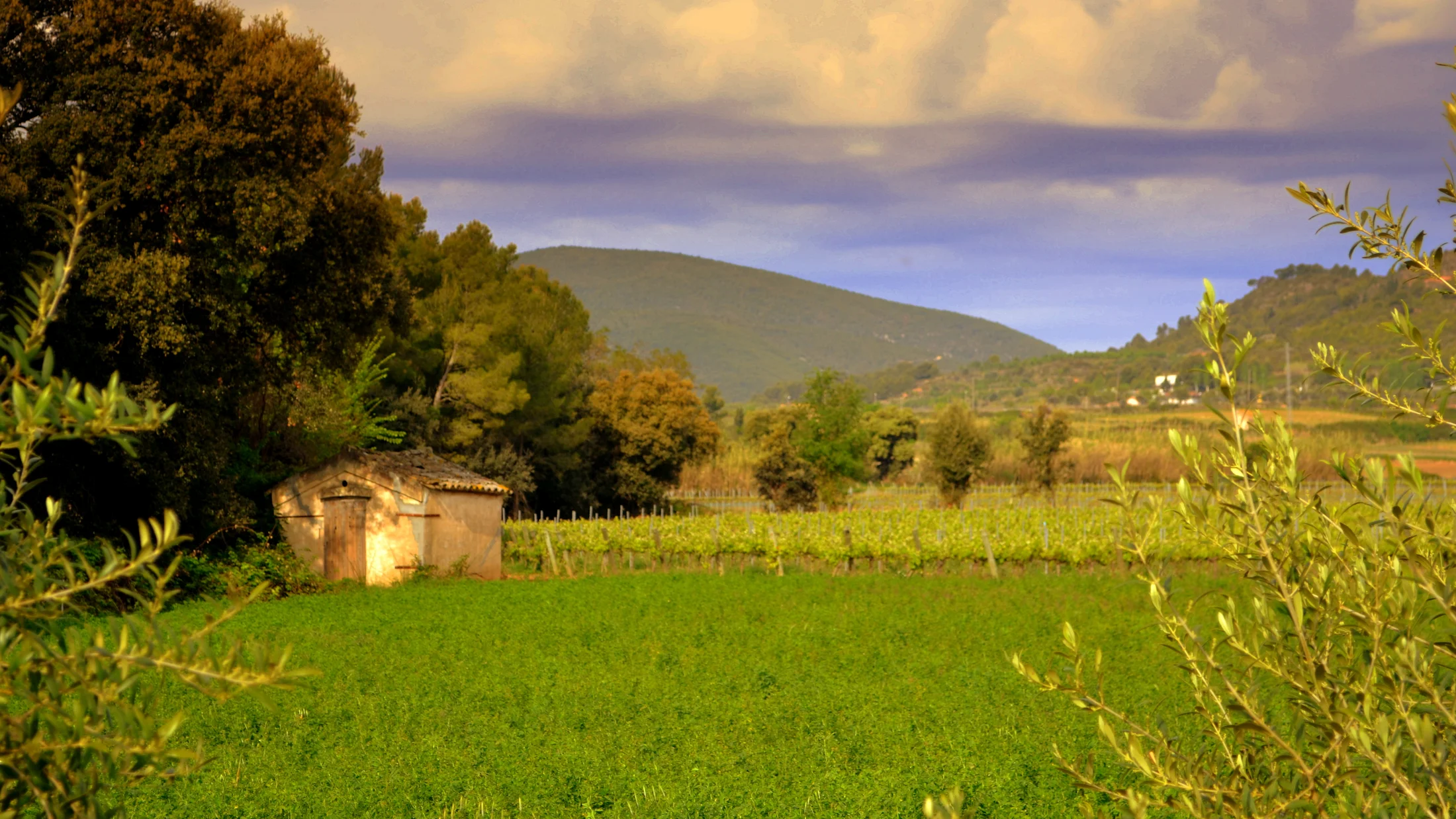 File:Paisatge del Penedes, Primavera..jpg