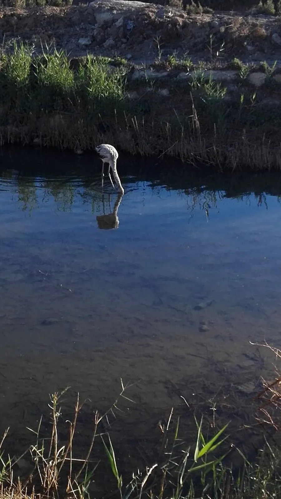 San Pedro del Pinatar Salt Flats