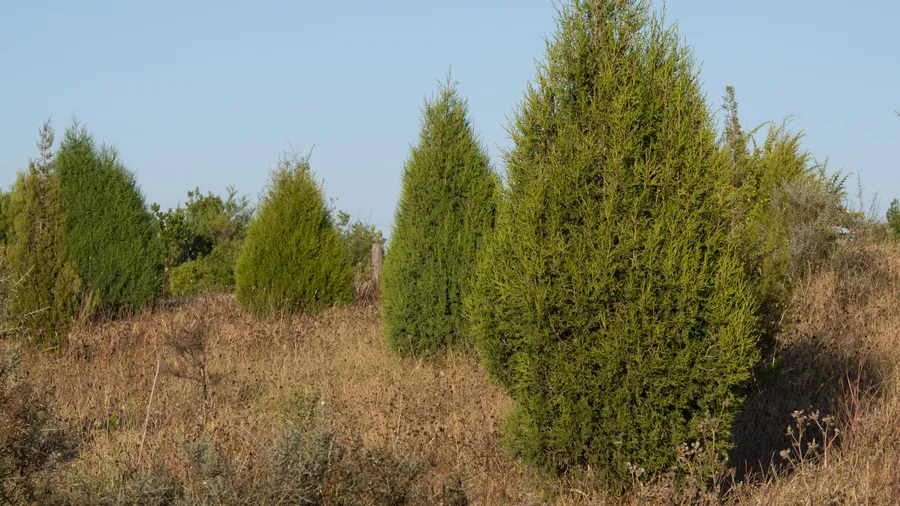Botanischer Garten Olárizu