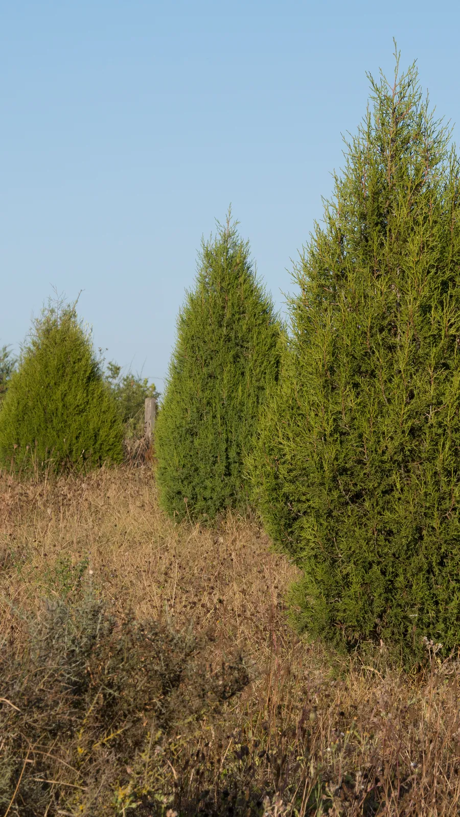 Orto Botanico di Olárizu