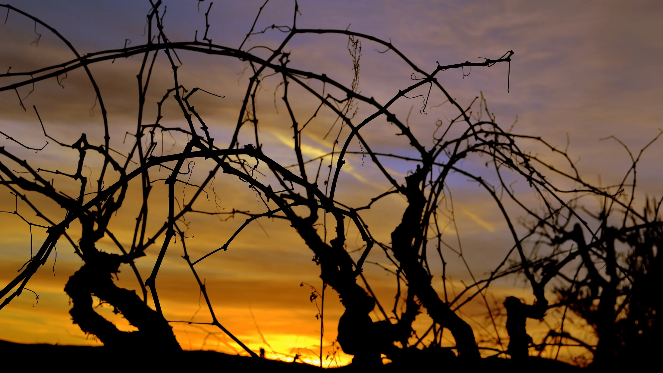 File:Xarel.lo, el Penedes, posta de sol.jpg