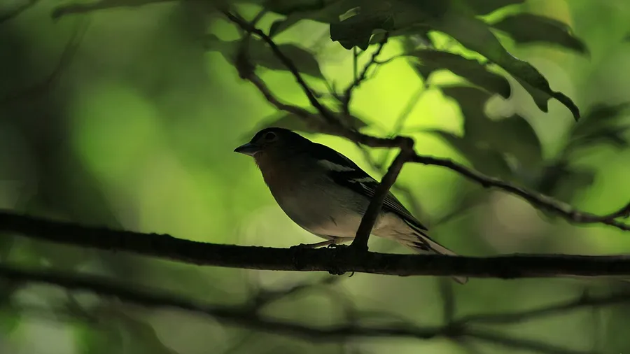 San Andrés y Sauces