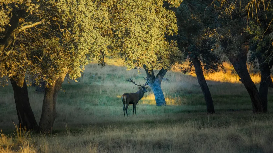 Imagen de Artículo de Blog: La berrea del ciervo: dónde verla sin molestar