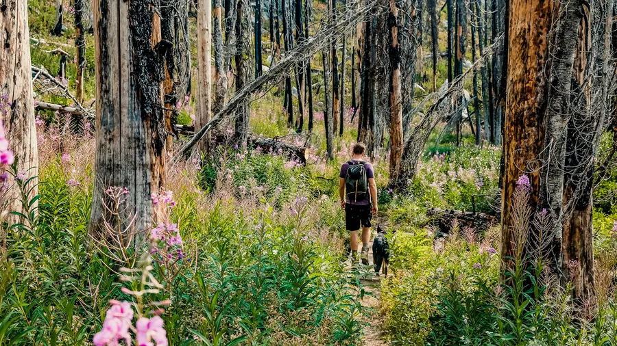 Persona y perro caminando en un bosque