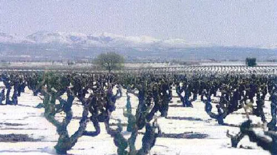 Tierra de Requena-Utiel