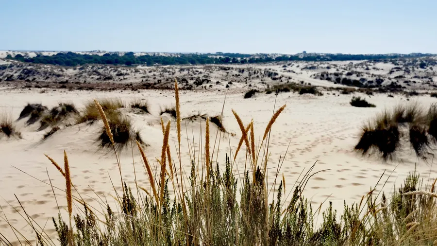 Imagen de Artículo de Blog: Doñana: how to visit Spain's largest national park by 4x4, horseback and on foot