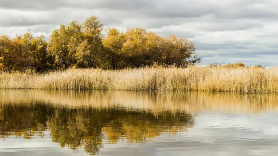 Imagen de Artículo de Blog: Tablas de Daimiel y La Mancha desconocida: humedal, Lagunas de Ruidera y molinos