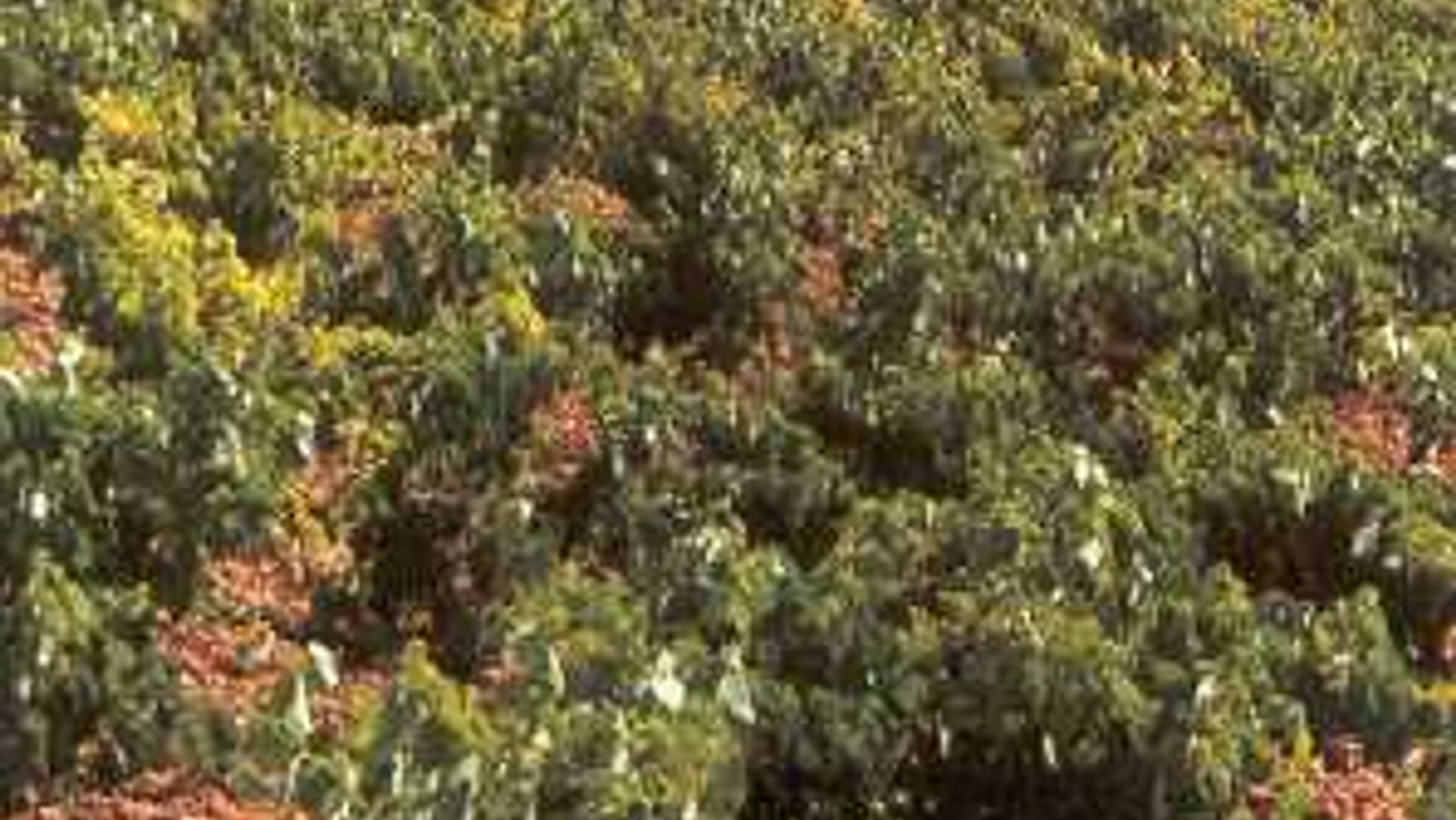 File:Viñedos Requena.jpg