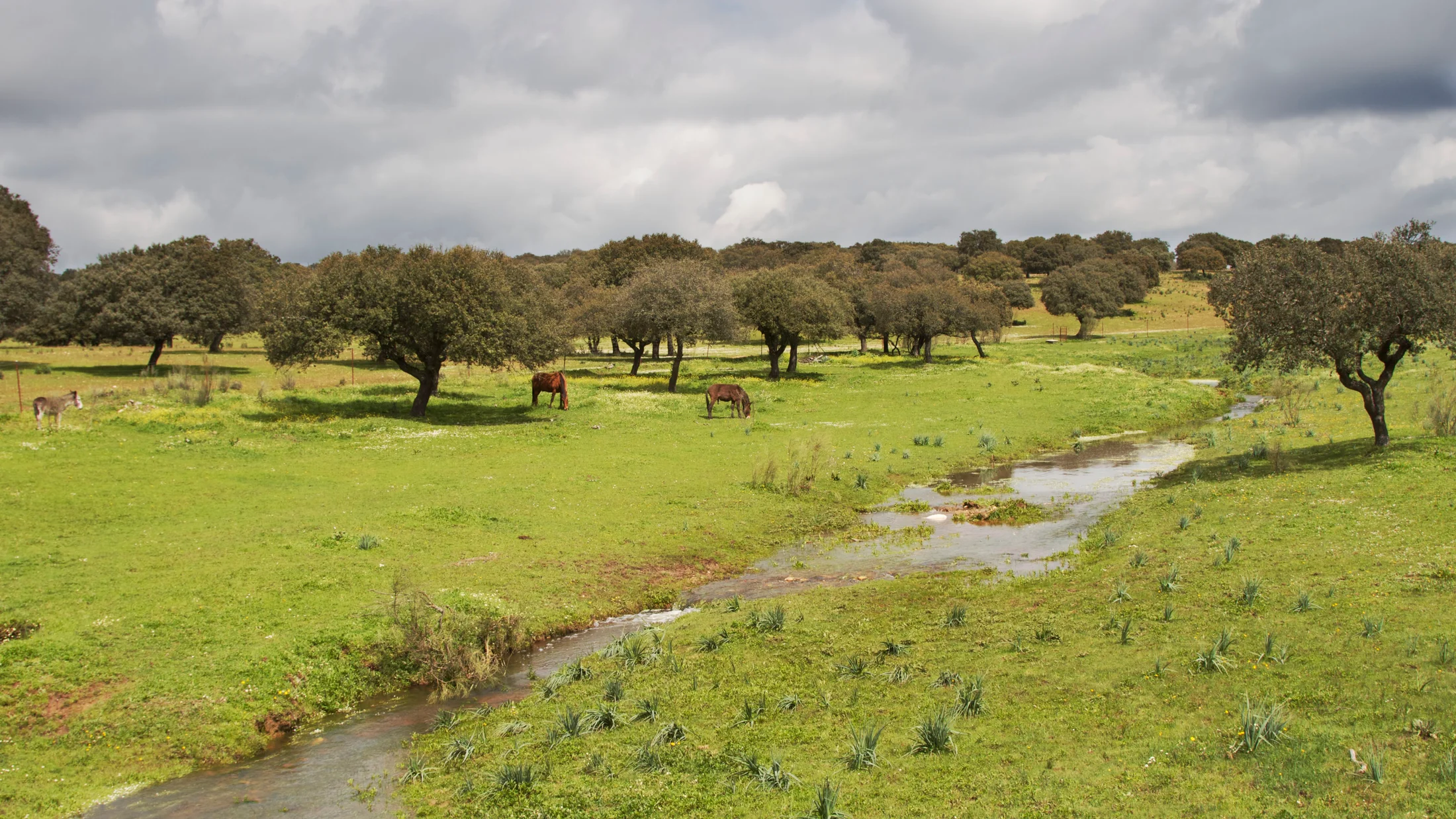File:Dehesa riachuelo.jpg