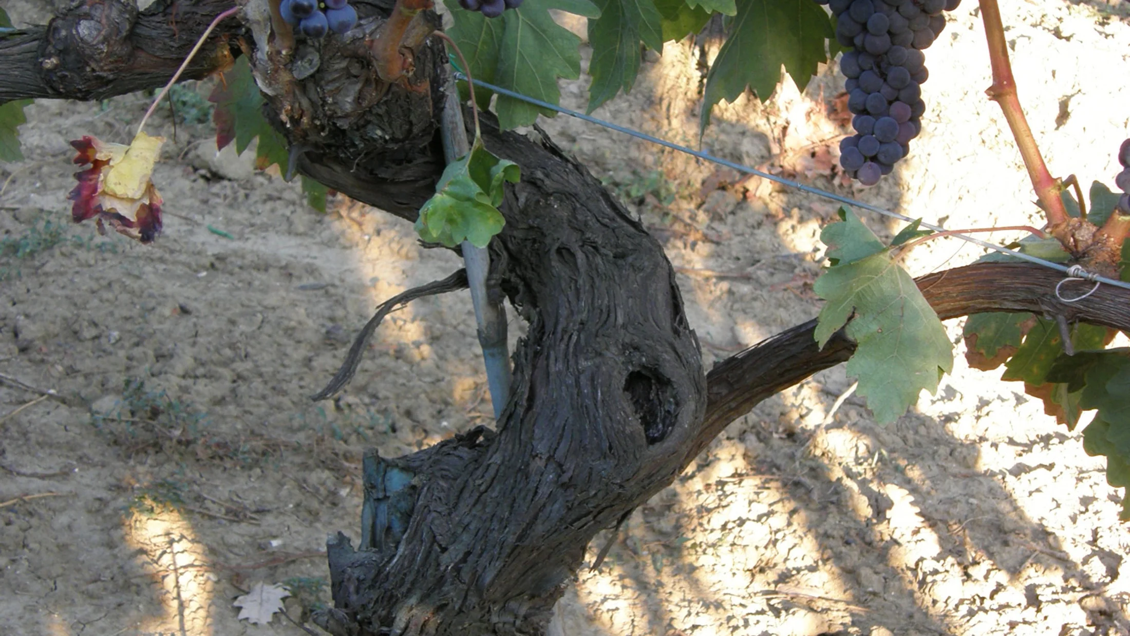 File:Tempranillo vine with grape clusters.jpg