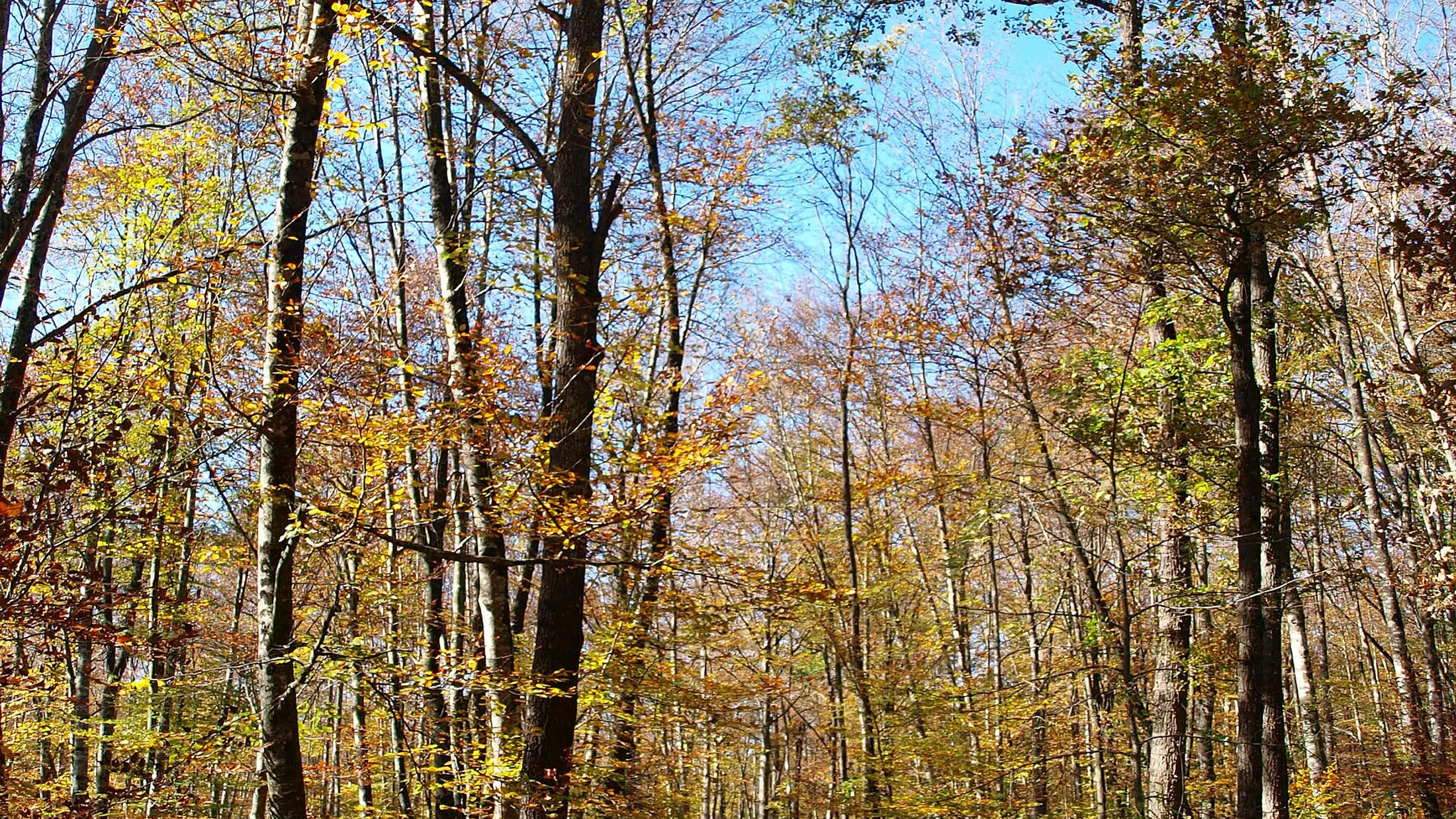 Garrotxa Forest, next to Sant Miquel de Campmajor