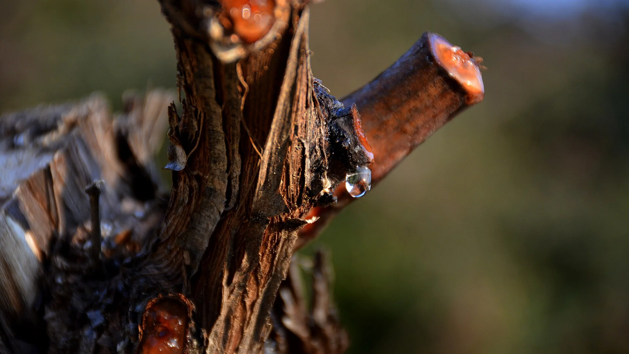 Viñedos del Alt Penedès en primavera