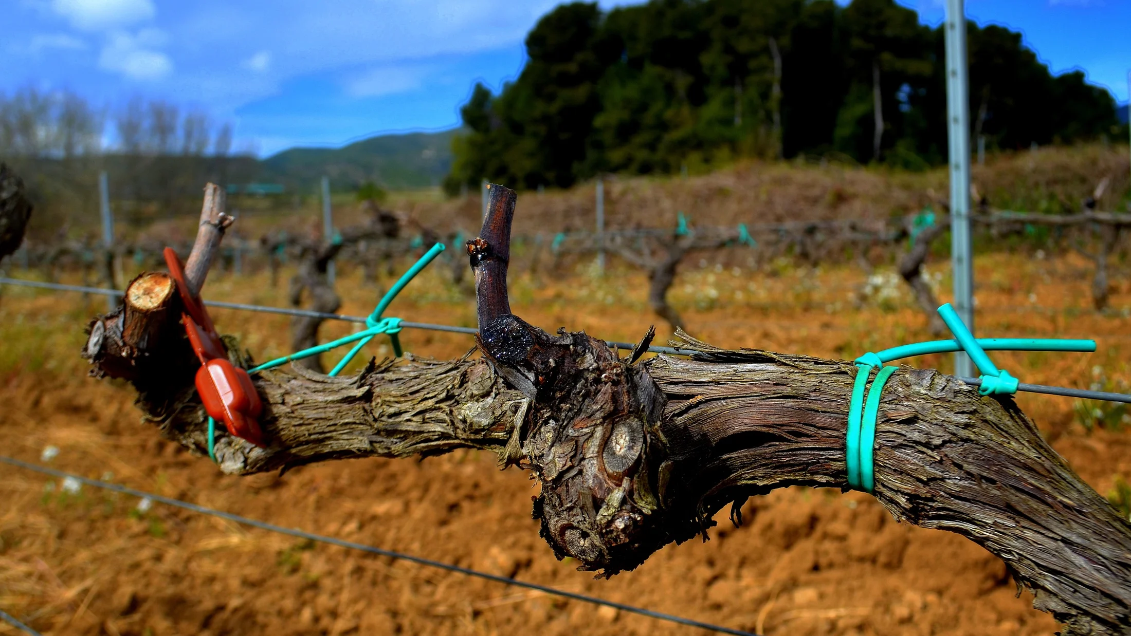 File:Vineyards, feromones, Penedes, Print.jpg