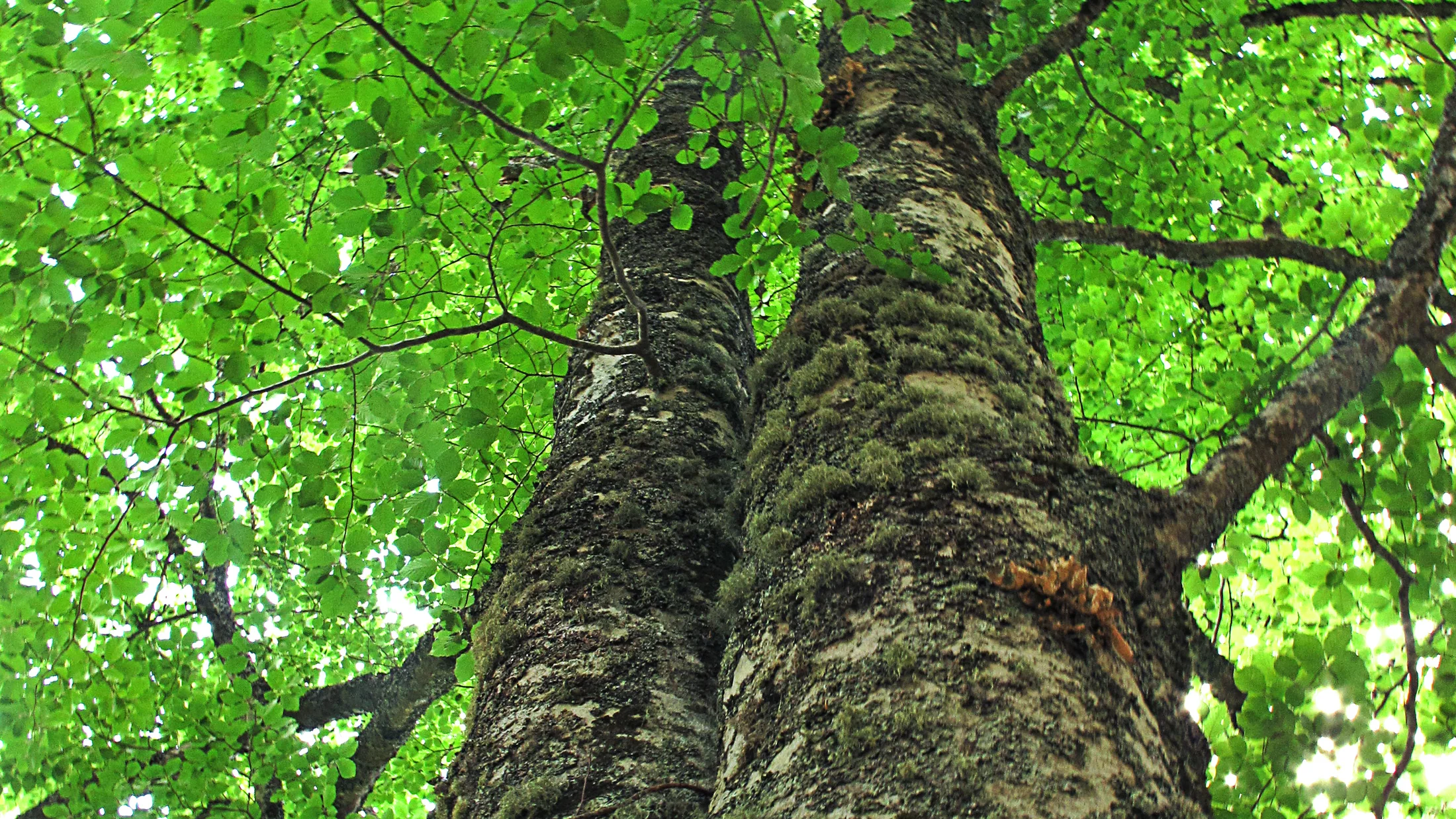 Imagen de Artículo de Blog: cmh3nlqrr006r12svke504fln