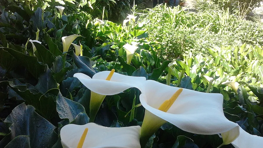 Aldeanueva del Camino