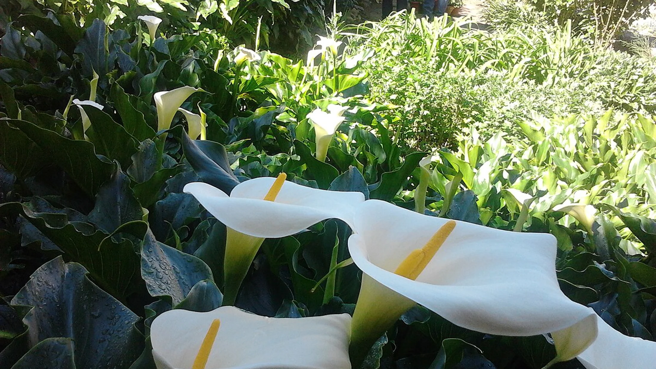 Aldeanueva del Camino