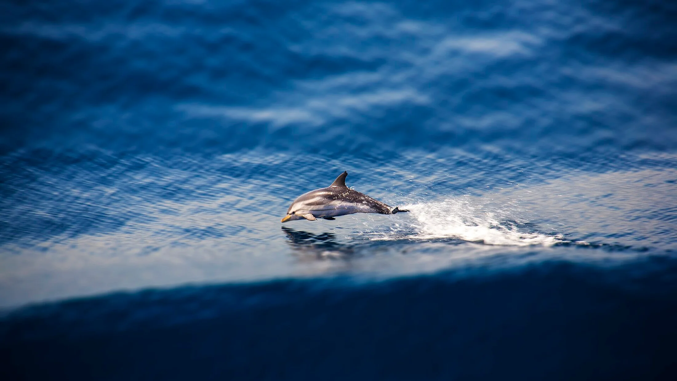 Delfín común en el Mediterráneo