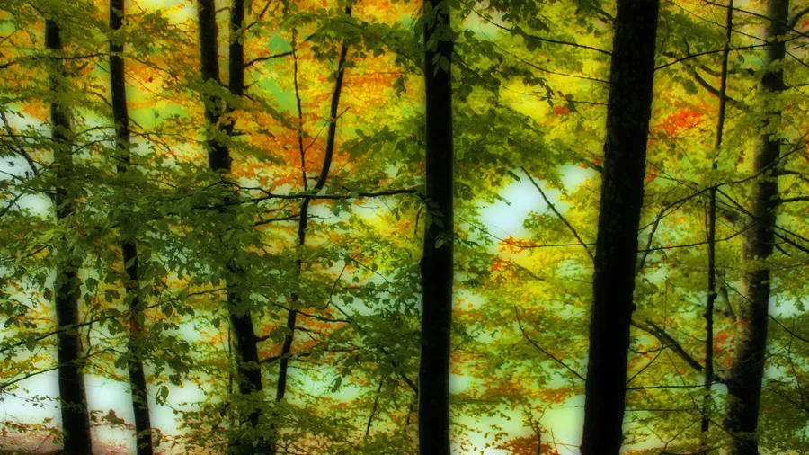 Imagen de Artículo de Blog: Selva de Irati: guía completa con rutas, mapa y mejor época para visitarla