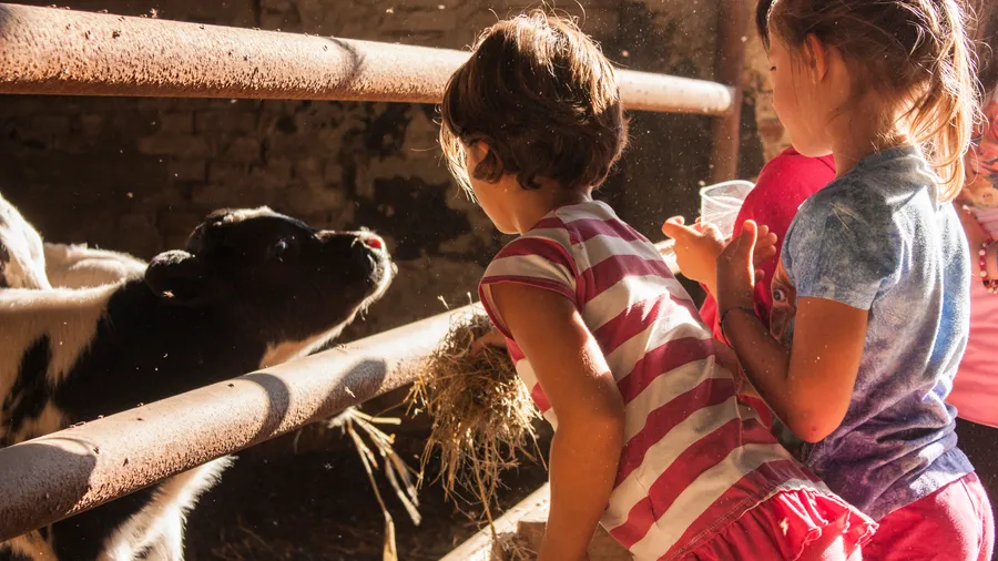 Imagen de Artículo de Blog: Granjas para niños Madrid: estas 5 granjas son perfectas para visitar en familia cerca de la ciudad