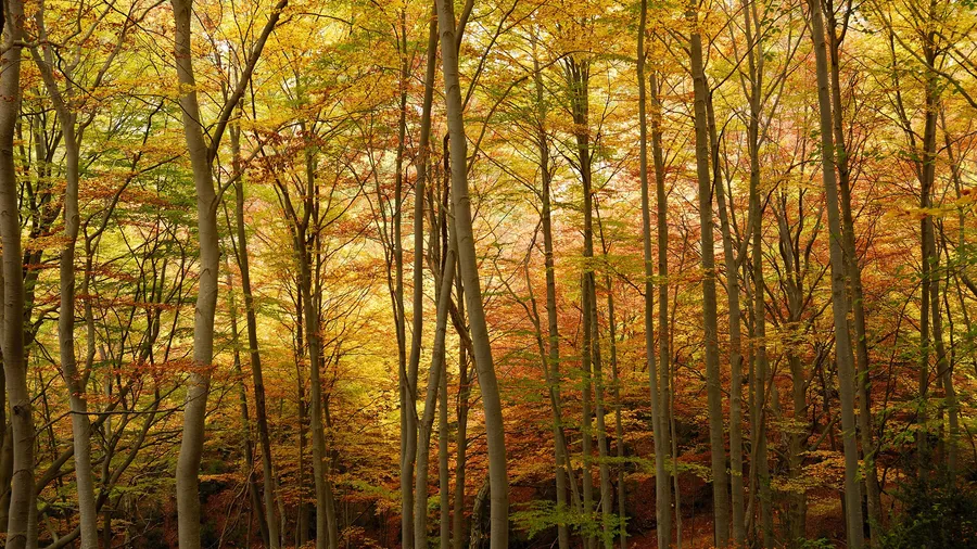 Imagen de Región: cmcja7db90036phyju55xvveh