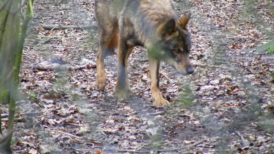 Iberian Wolf Watching in Sierra de la Culebra
