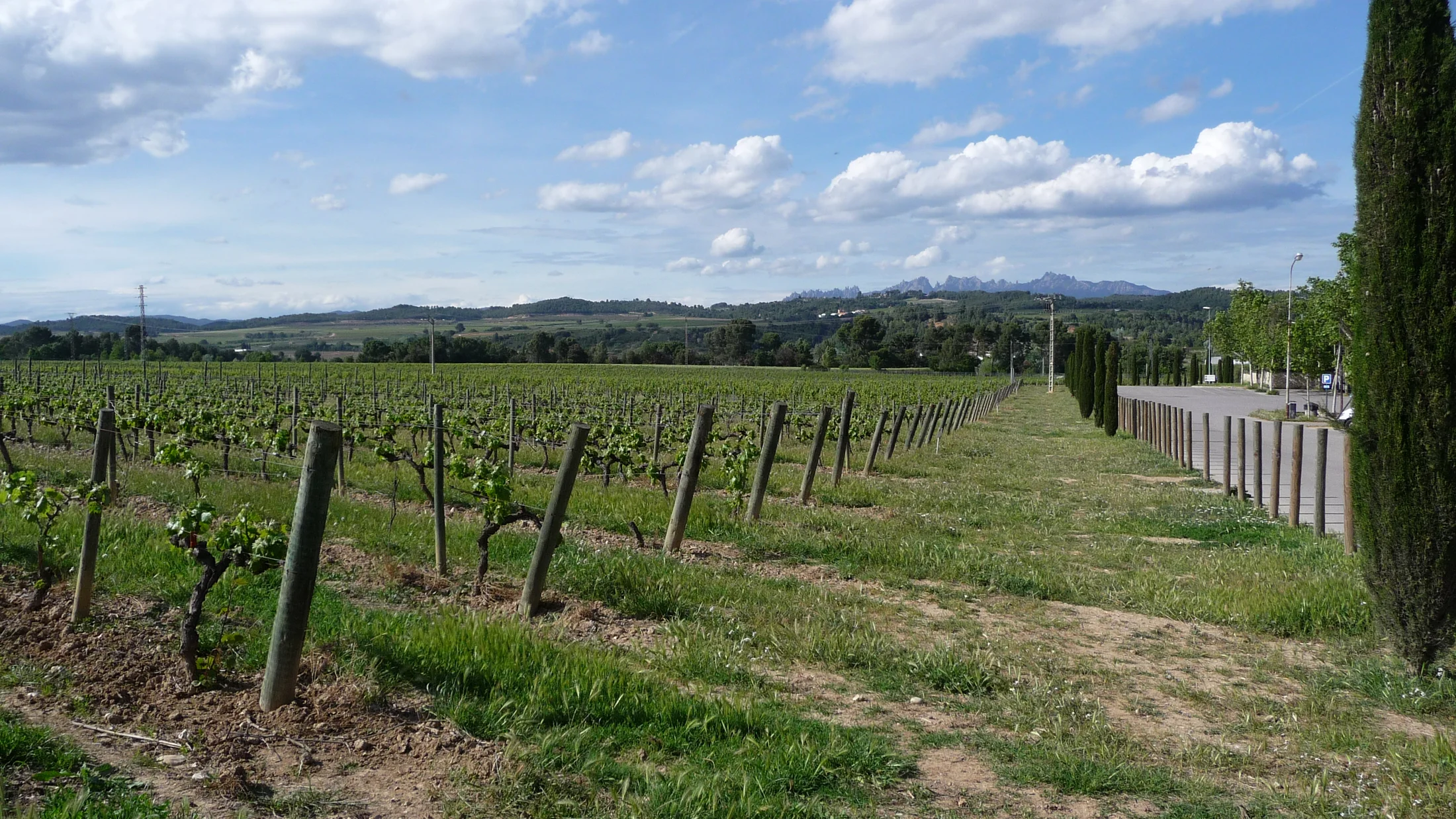 File:Vineyard of Codorníu 2012.jpg