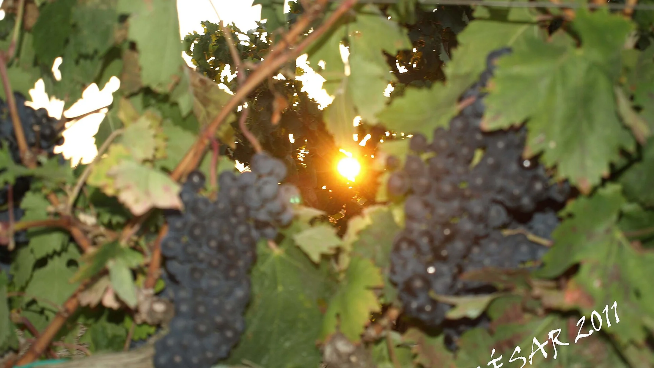 Vineyards of La Rioja Alta near Haro