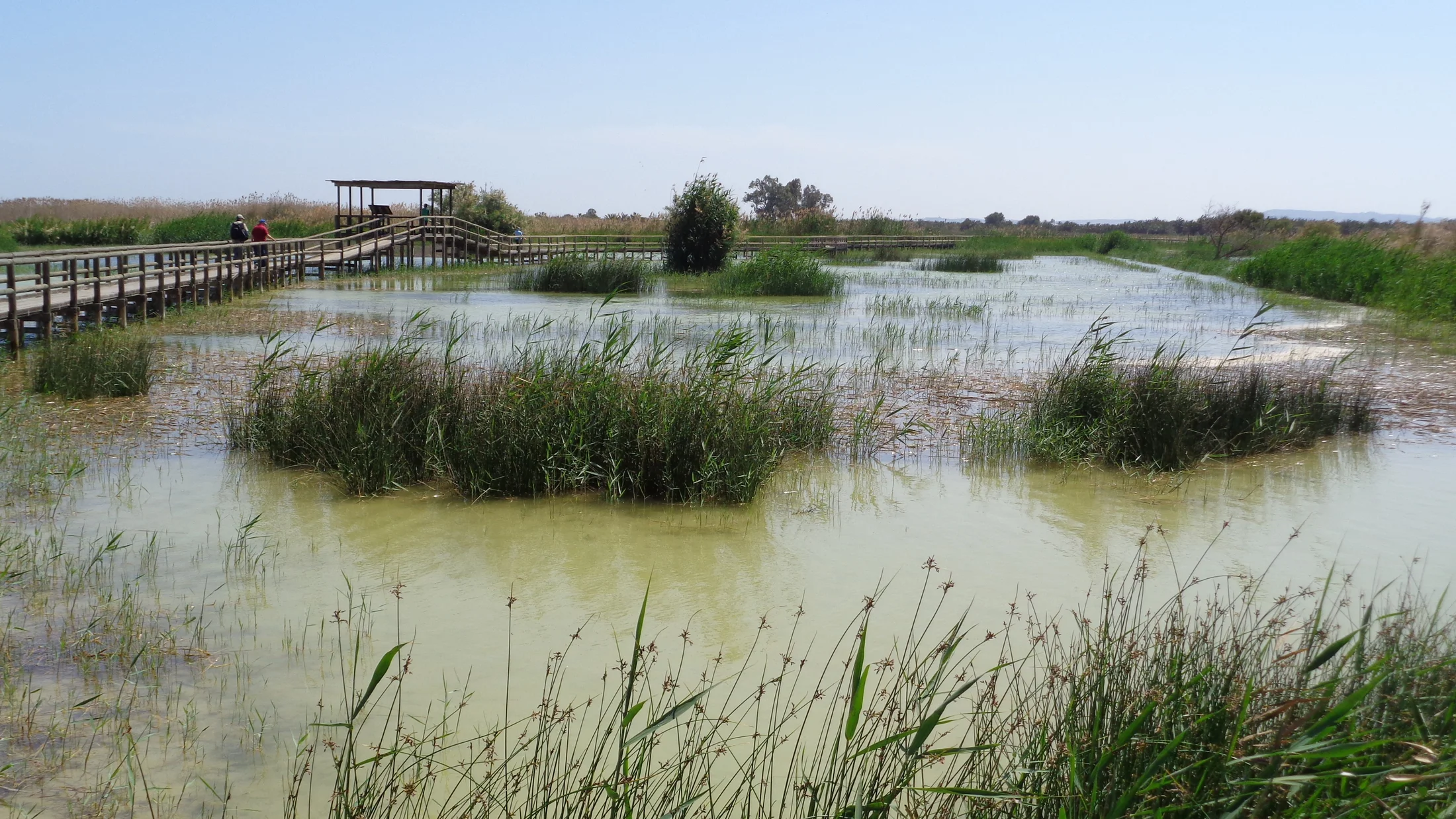 Wetland of El Hondo natural park