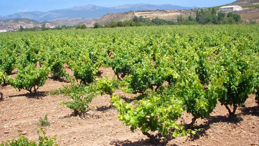 Ruta guiada entre viñedos y bodegas en Fuenmayor, La Rioja