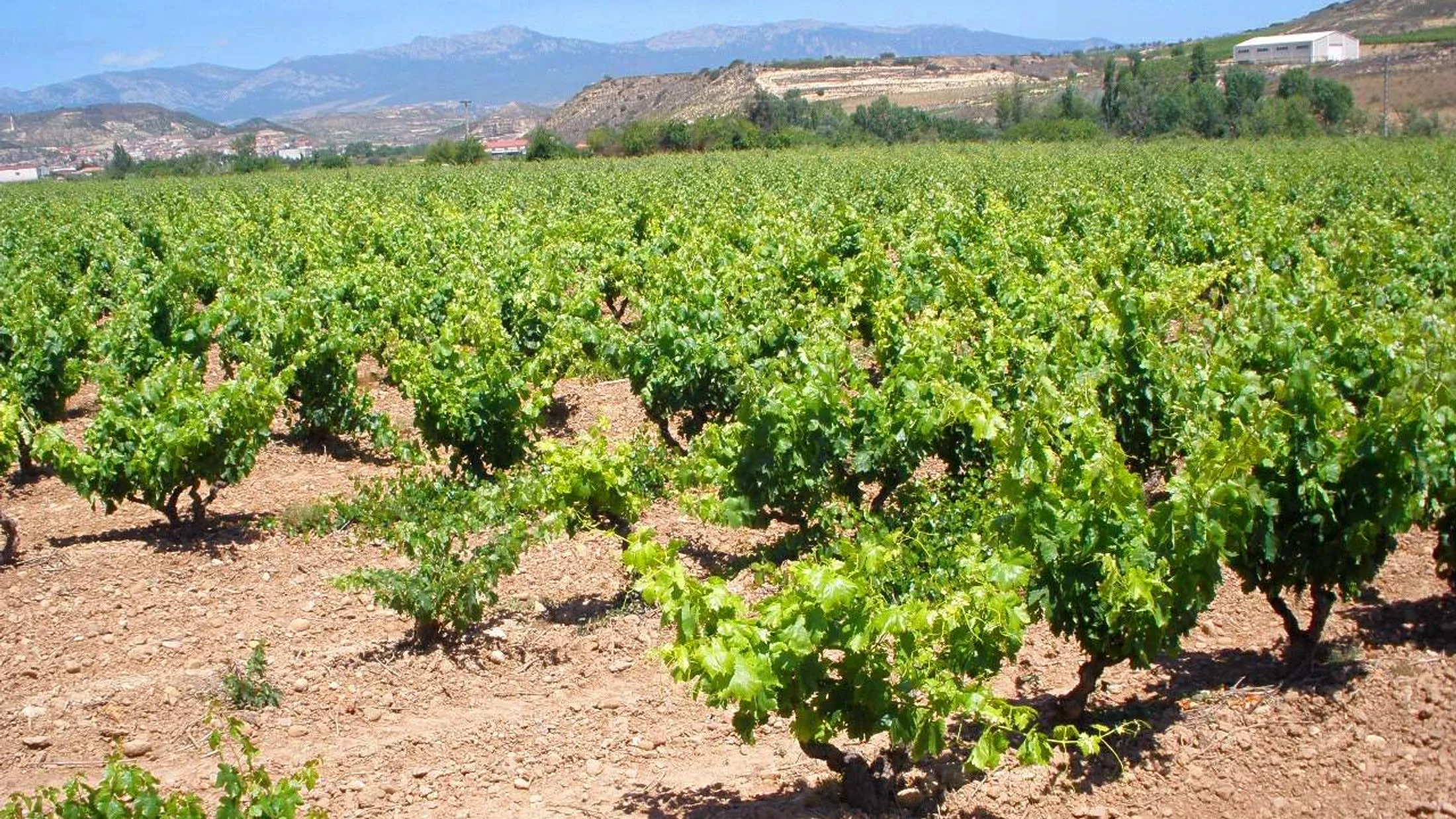 Ruta guiada entre viñedos y bodegas en Fuenmayor, La Rioja | Picuco