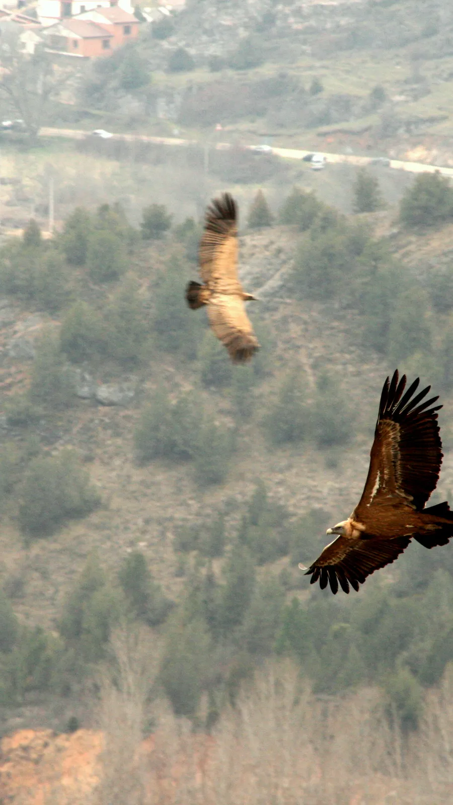 La Galiana Viewpoint (Río Lobos Canyon)