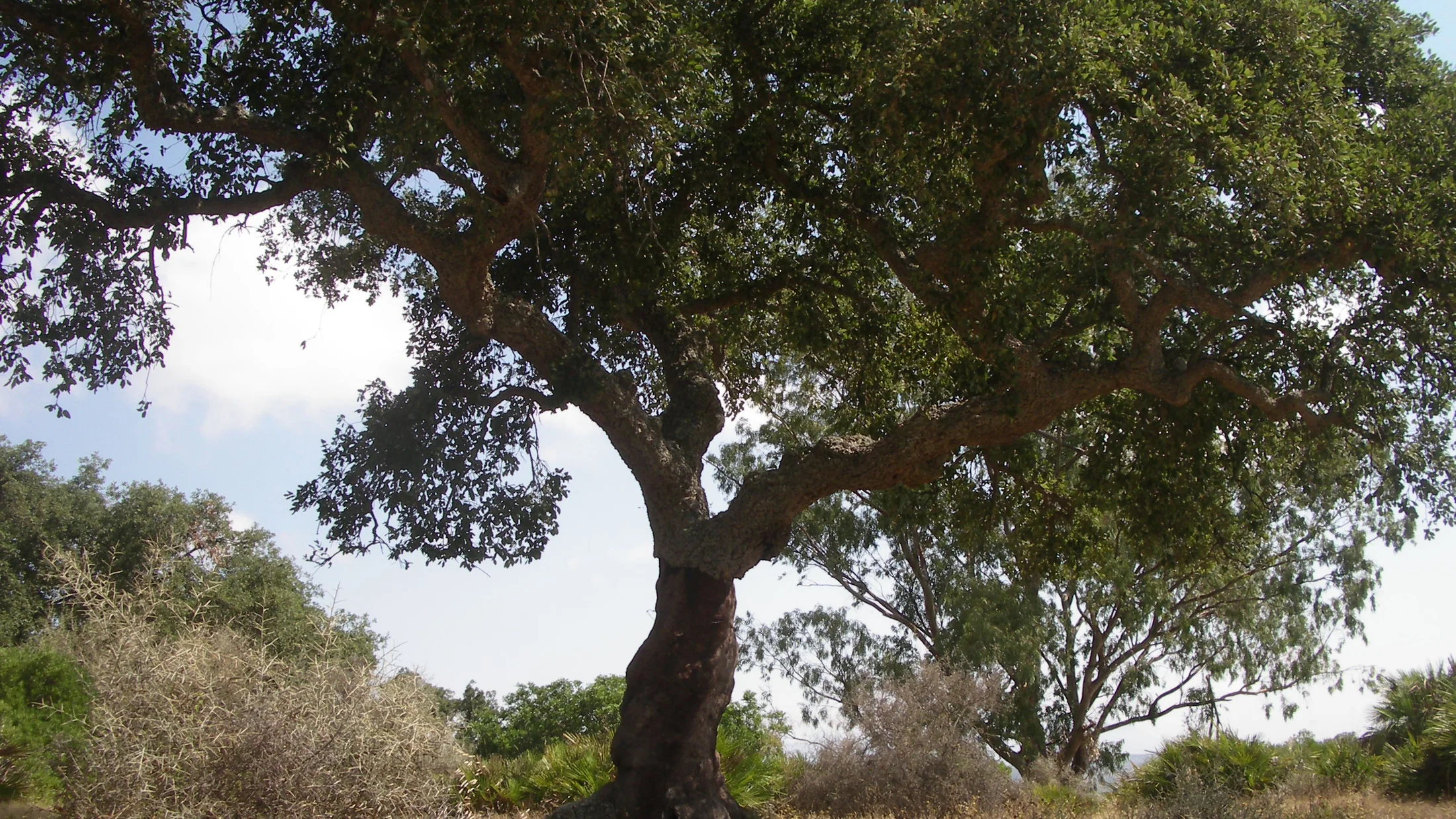 File:Korkeiche (Quercus suber) im Naturpark Los Alcornocales 3.JPG