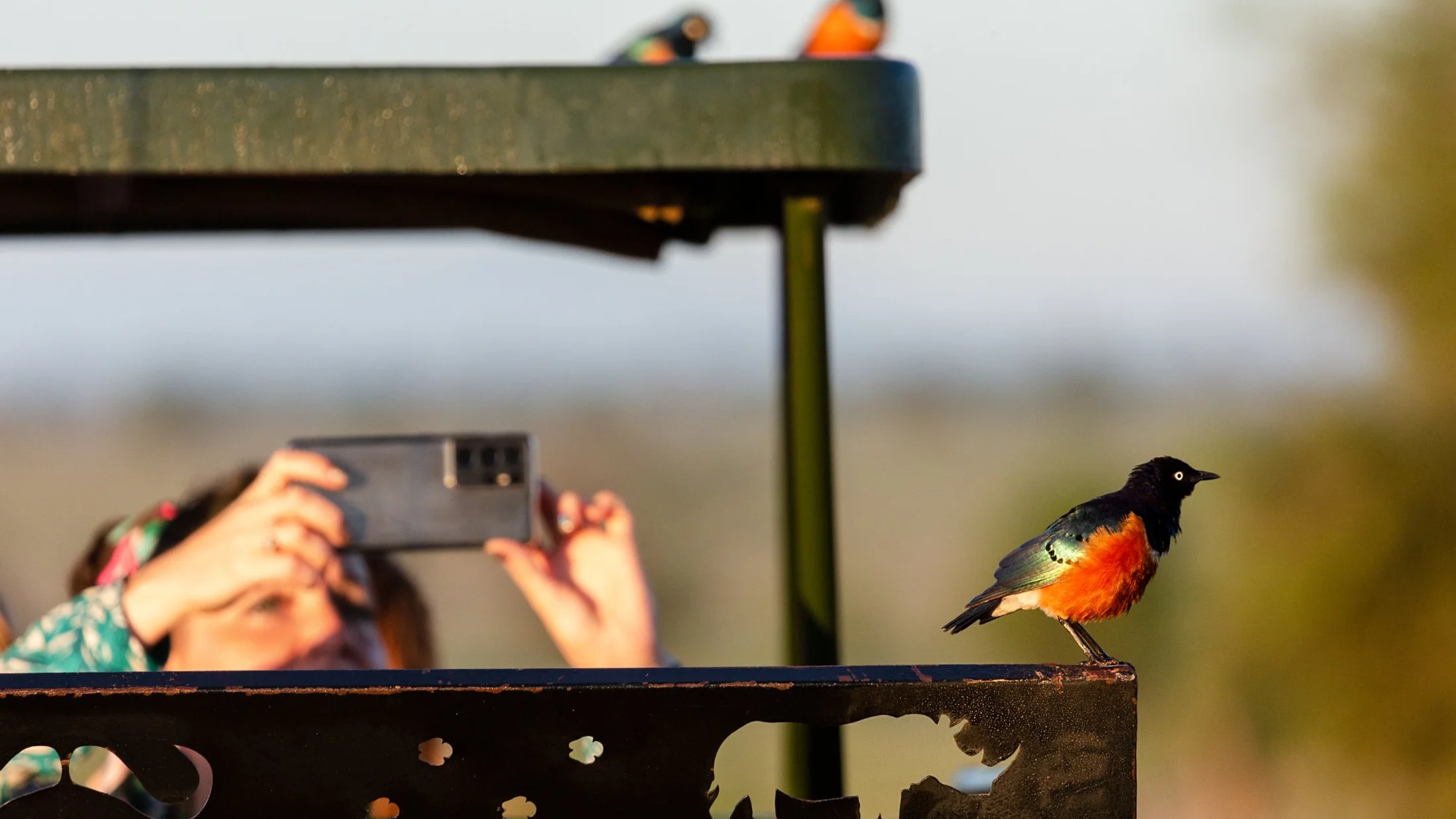 Avistamiento de aves